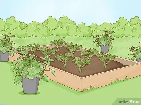 Не допускайте крыс в огород Шаг 8