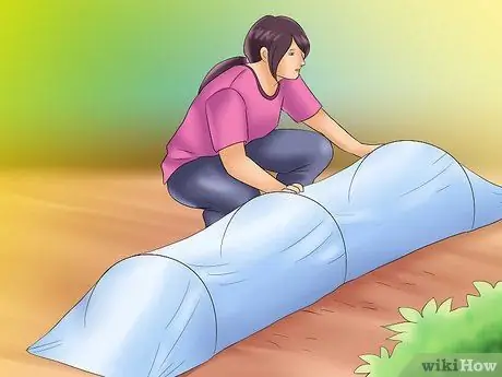 Выращивание каштанов Шаг 13