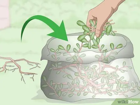 Убить Портулак, шаг 2