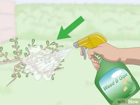 Убить Портулак, шаг 6