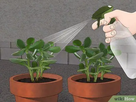 Убейте паутинных клещей, шаг 6