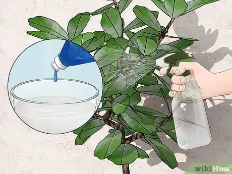 Борьба с мучнистыми червецами на комнатных растениях Шаг 6