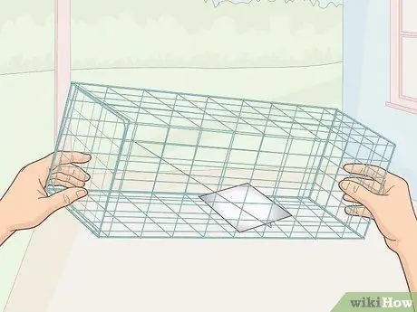Поймать белку Шаг 1