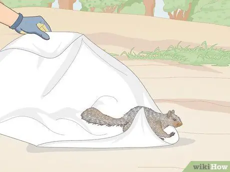 Поймать белку Шаг 11