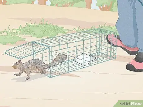 Поймать белку Шаг 6