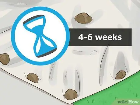 Убить бермудскую траву, шаг 13