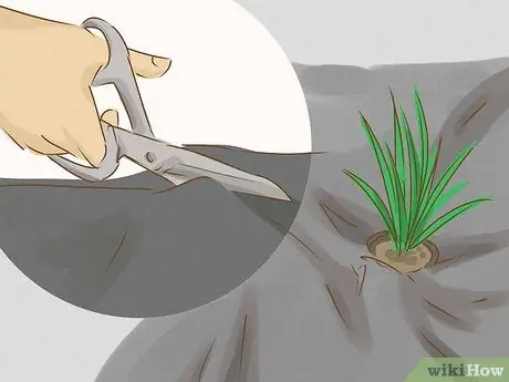 Убить бермудскую траву, шаг 7