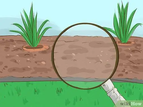 Убить бермудскую траву, шаг 9