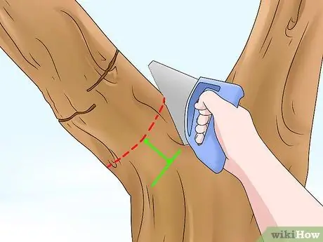 Отрежьте ветку от дерева Шаг 5