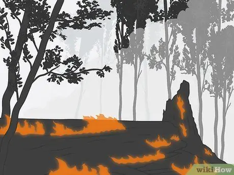 Лечить дубовый вильс Шаг 12