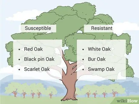 Лечить дубовый уилтс Шаг 03