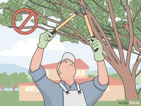 Лечить Дуб Уилтс Шаг 05