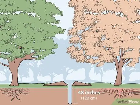 Лечить дубовый уилтс Шаг 07