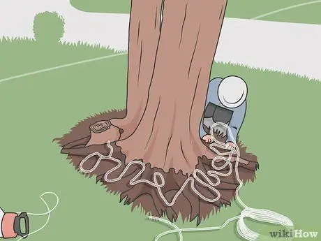 Лечить Дуб Уилтс Шаг 08