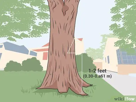 Лечить Дуб Уилтс Шаг 09