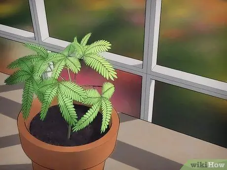 Выращивание чувствительного растения (Mimosa pudica) Шаг 1