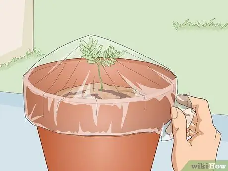 Выращивание чувствительного растения (Mimosa pudica) Шаг 10