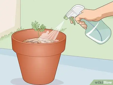 Выращивание чувствительного растения (Mimosa pudica) Шаг 11