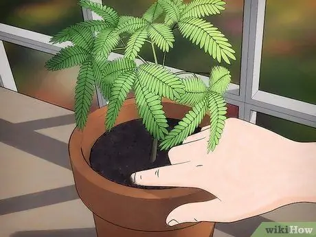 Выращивание чувствительного растения (Mimosa pudica) Шаг 8