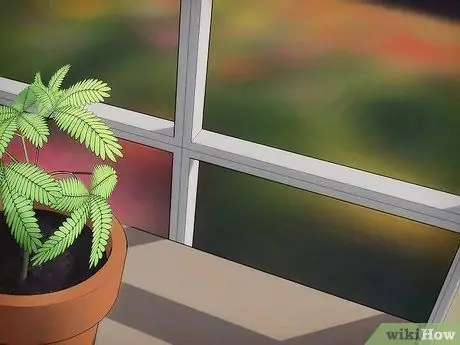 Выращивание чувствительного растения (Mimosa pudica) Шаг 9