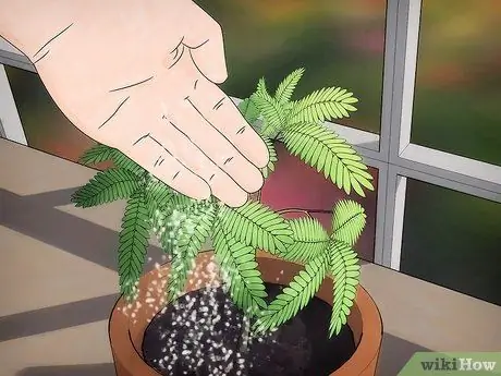 Выращивание чувствительного растения (Mimosa pudica) Шаг 10