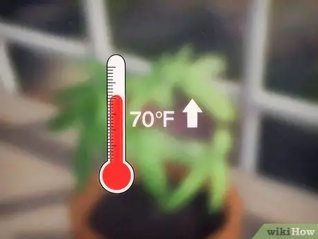 Выращивание чувствительного растения (Mimosa pudica) Шаг 11