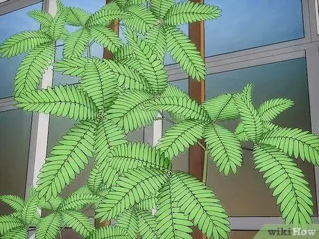 Выращивание чувствительного растения (Mimosa pudica) Шаг 12