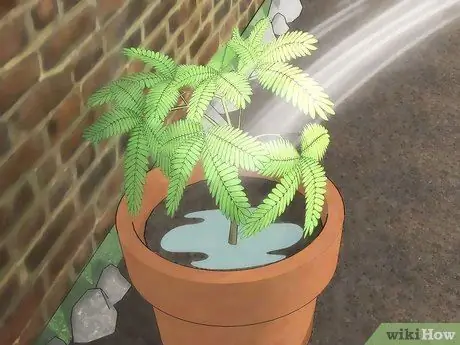 Выращивание чувствительного растения Шаг 7