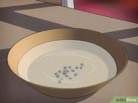 Выращивание чувствительного растения (Mimosa pudica) Шаг 3