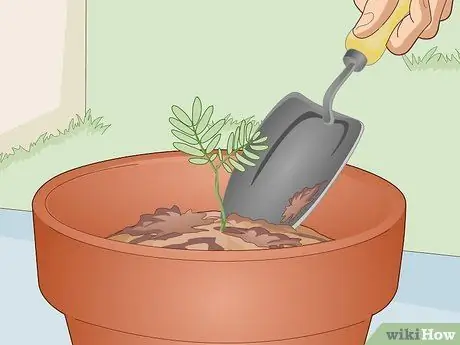 Выращивание чувствительного растения (Mimosa pudica) Шаг 9