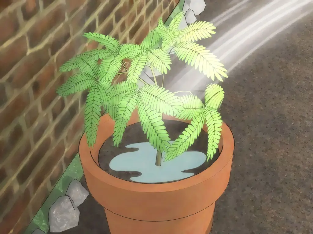 Как вырастить чувствительное растение (Mimosa pudica) (с иллюстрациями)