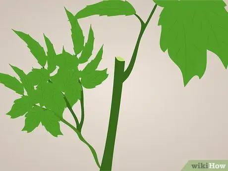 Prune Tecoma stans Шаг 1