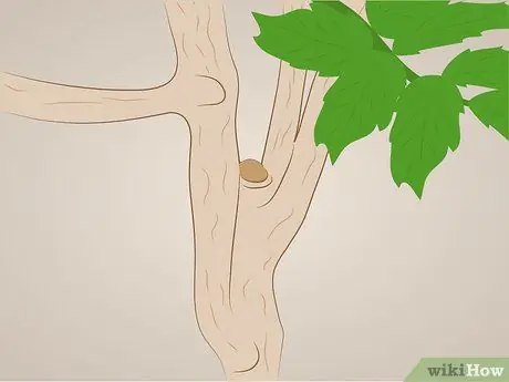 Prune Tecoma stans Шаг 2