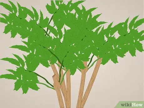 Prune Tecoma stans Шаг 4