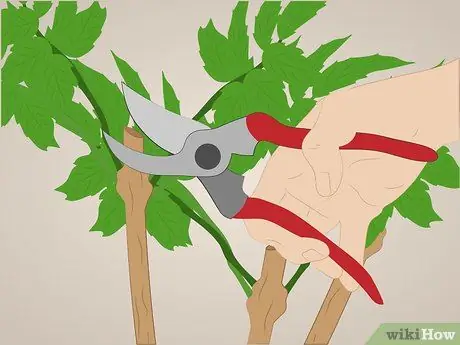 Prune Tecoma stans Шаг 6