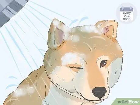 Контроль за шерстью собак в доме, шаг 4