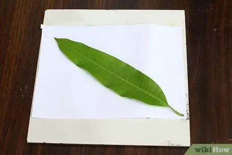 Нажмите Leaves Step 13