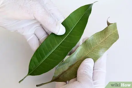 Нажмите Leaves Step 2