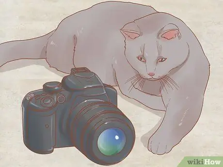Сфотографируйте кошек Шаг 1 Сфотографируйте кошек Шаг 1