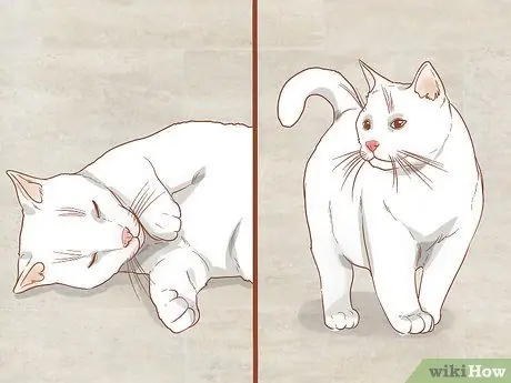 Сфотографируйте кошек Шаг 11 Сфотографируйте кошек Шаг 11