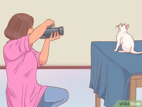 Сфотографируйте кошек Шаг 13 Сфотографируйте кошек Шаг 13