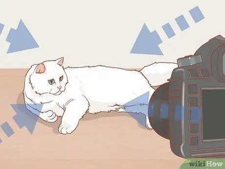 Сфотографируйте кошек Шаг 14 Сфотографируйте кошек Шаг 14