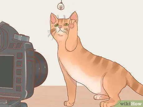 Сфотографируйте кошек Шаг 15 Сфотографируйте кошек Шаг 15