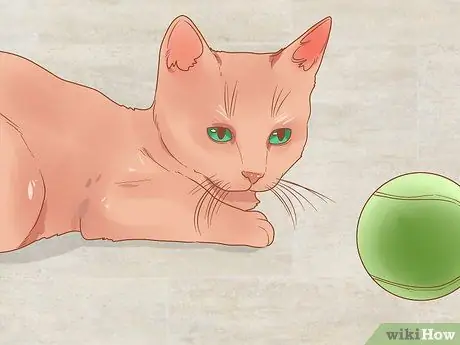 Сфотографируйте кошек Шаг 2 Сфотографируйте кошек Шаг 2