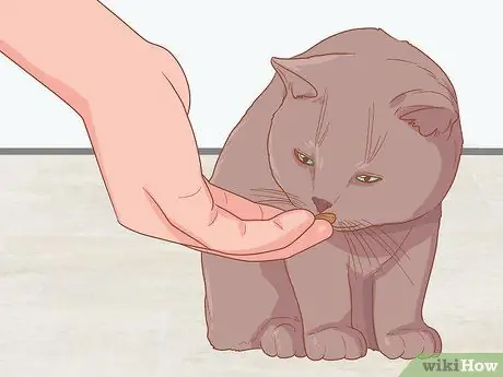 Сфотографируйте кошек Шаг 3 Сфотографируйте кошек Шаг 3