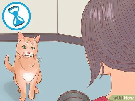 Сфотографируйте кошек Шаг 4 Сфотографируйте кошек Шаг 4