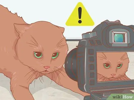Сфотографируйте кошек Шаг 5 Сфотографируйте кошек Шаг 5