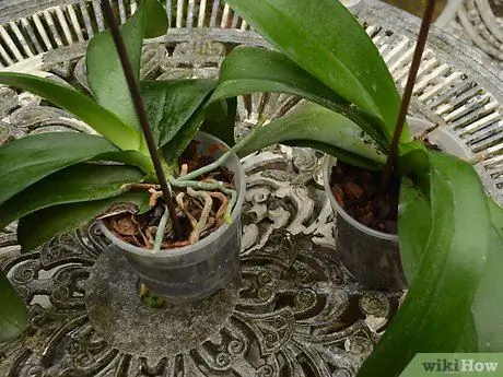 Пересадка орхидеи: введение