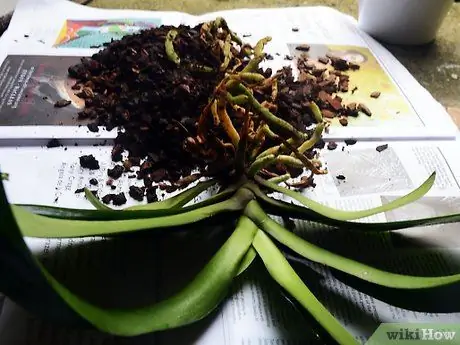 Пересадить орхидею Шаг 3