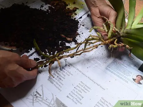 Пересадить орхидею Шаг 4